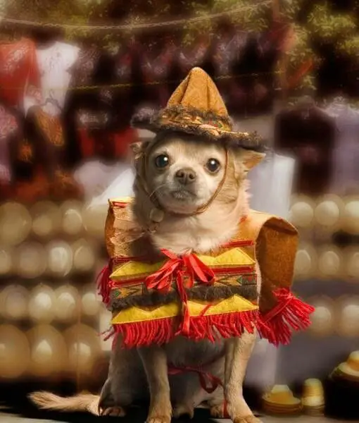 A Chihuahua in mexican costume