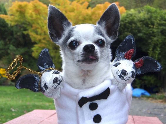 A Chihuahua wearing two heads costume while sitting on the table in the garden