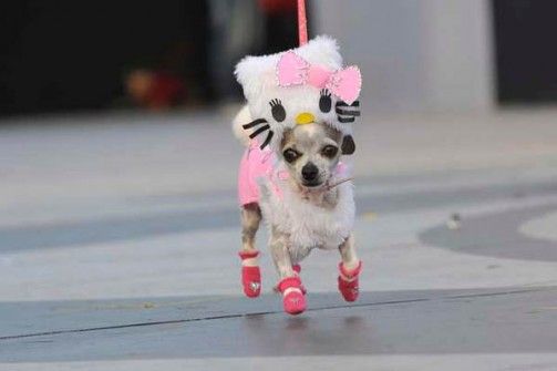 A Chihuahua walking in hello kitty costume