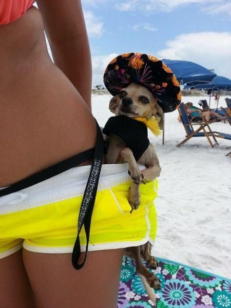 A Chihuahua inside the short of a woman at the beach