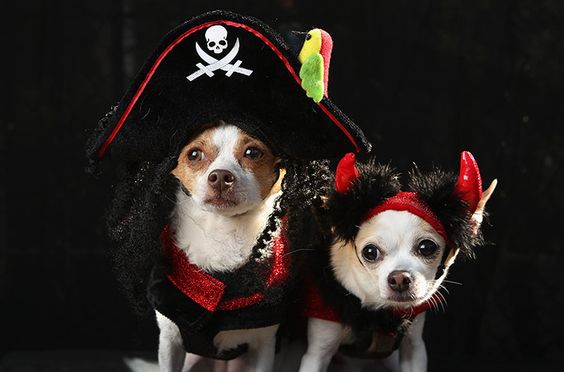 two Chihuahuas in pirate costume