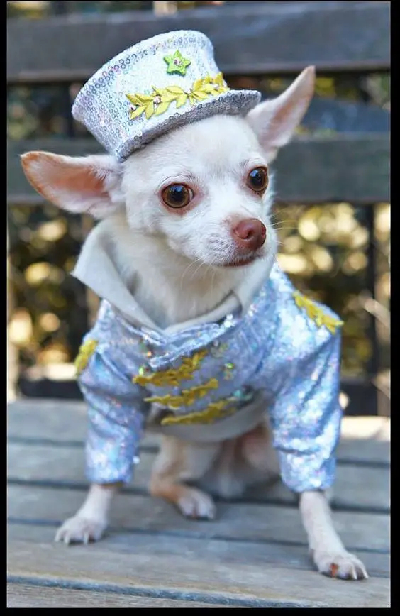 A Chihuahua wearing a shiny silver with yellow flowers outfit while sitting on the bench
