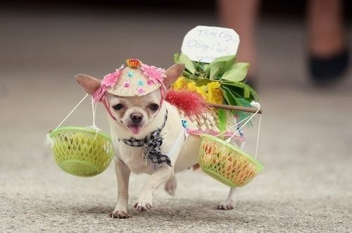 A Chihuahua in vendor costume