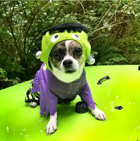 A Chihuahua in hulk costume