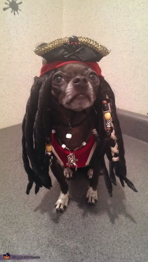 A Chihuahua in pirate jack sparrow costume while sitting on the floor