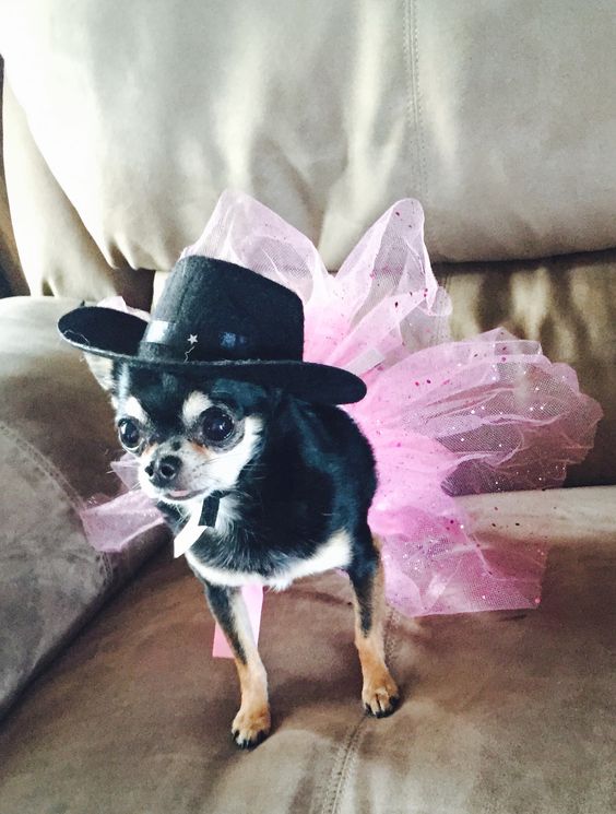 A Chihuahua wearing a pink tutu and a black hat while standing on the couch