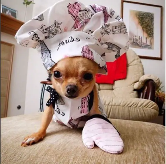 A Chihuahua in chef costume