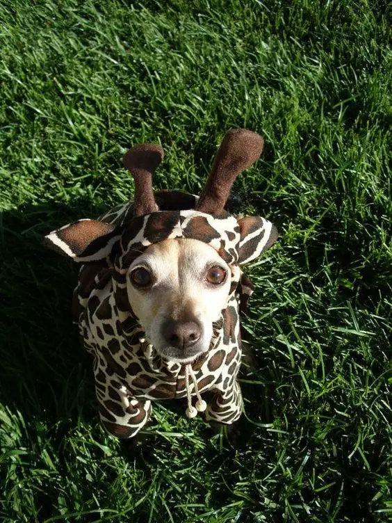 A Chihuahua in giraffe costume while sitting on the grass