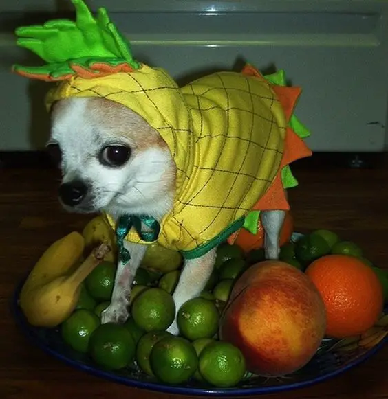 A Chihuahua in pineapple costume on top of the tray of fruits