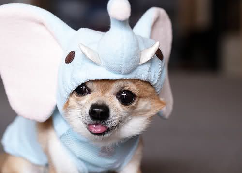 A Chihuahua in elephant costume