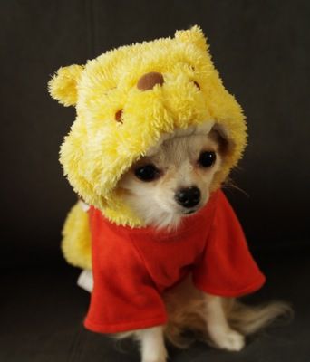 A Chihuahua in pooh costume