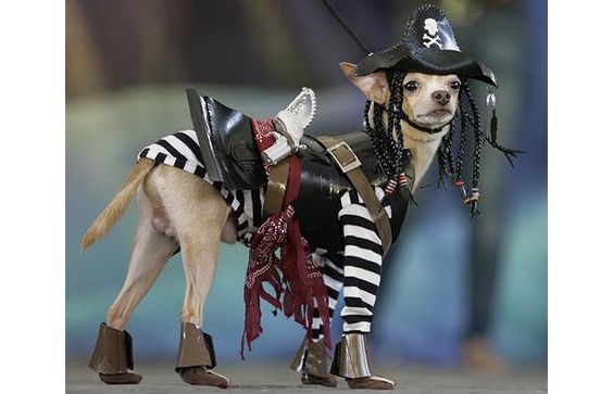 A Chihuahua in pirate costume