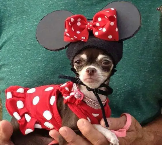 A Chihuahua in minnie mouse costume while lying in the arms of a person
