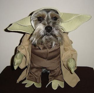 schnauzer dog in its yoda costume