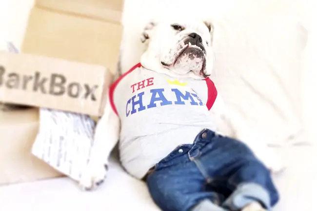 An English Bulldog lying on the bed while wearing a denim pants and shirt printed with - The champ