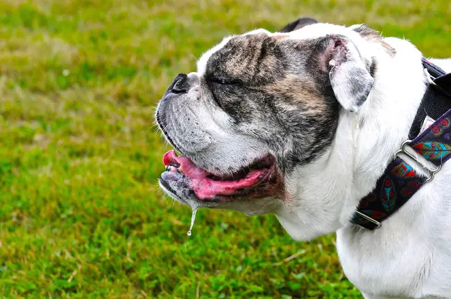 An English Bulldog standing sideways in the yard with saliva dripping on the side of its mouth