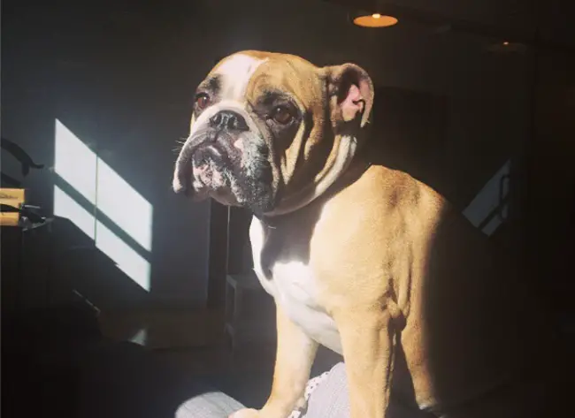 An English Bulldog standing on the bed with sunlight on its face