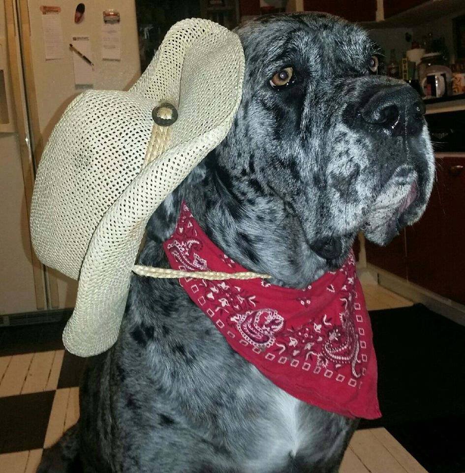 Great Dane wearing a cowboy hat and red scarf