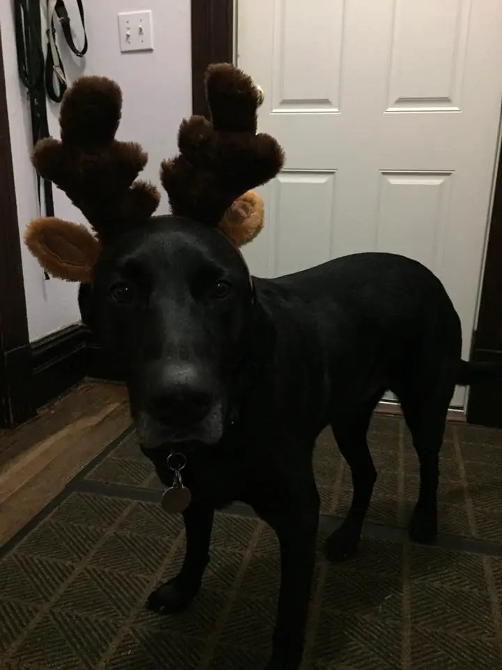 Great Dane wearing a reindeer head piece
