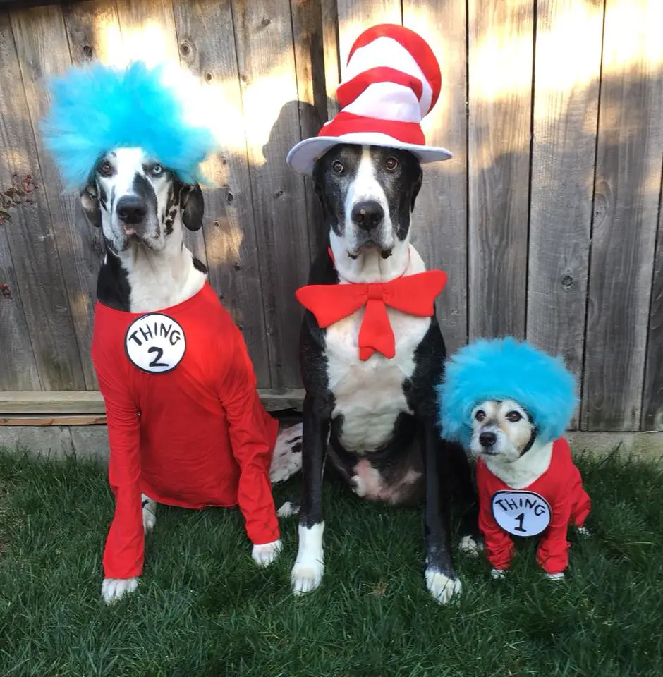 adult and puppy Great Dane wearing a blue funky wig and a red long sleeve shirt with 