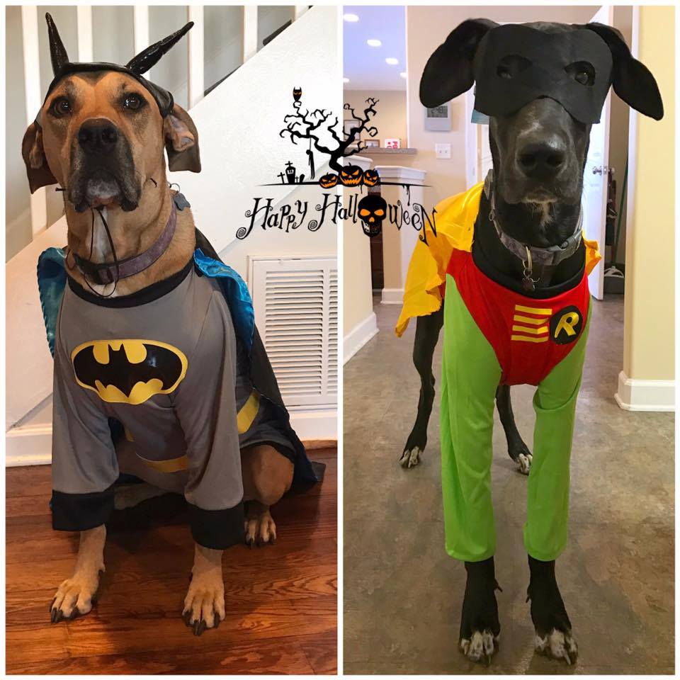 two Great Danes wearing a bat costume and Robin Costume