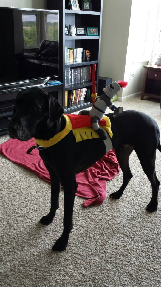 Great Dane wearing an armored warrior stuffed toy riding on its back