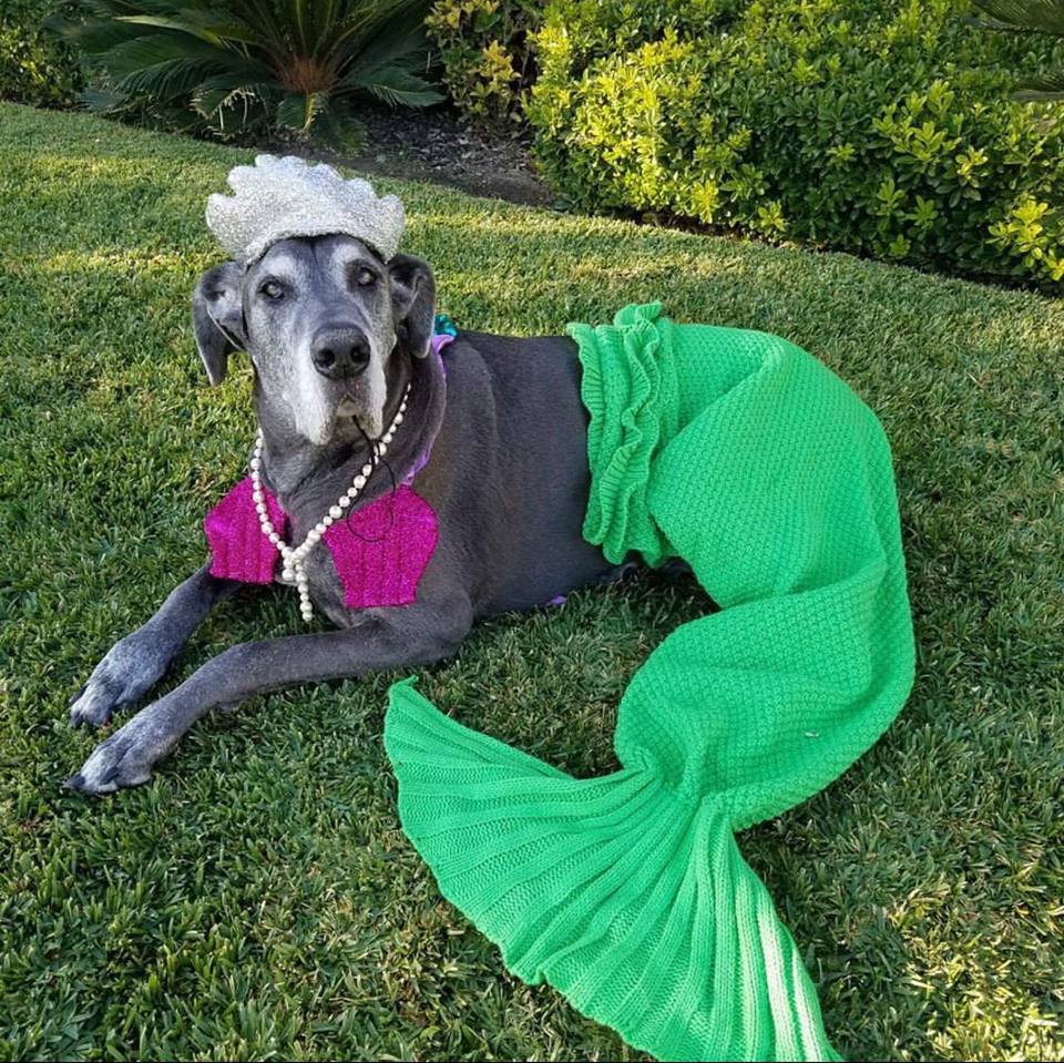 Great Dane in mermaid costume lying down on the grass in the yard