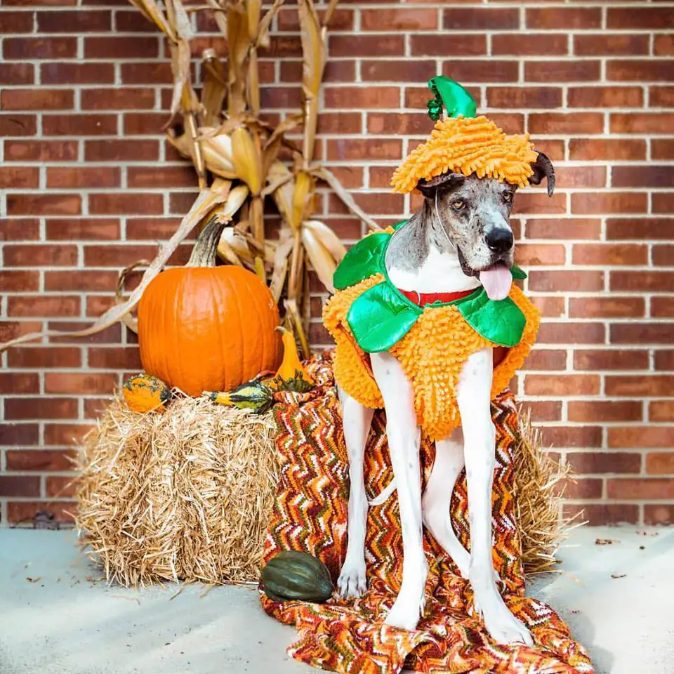 Great Dane wearing a pumpkin costume while standing in front of the halloween pumpkin decoration