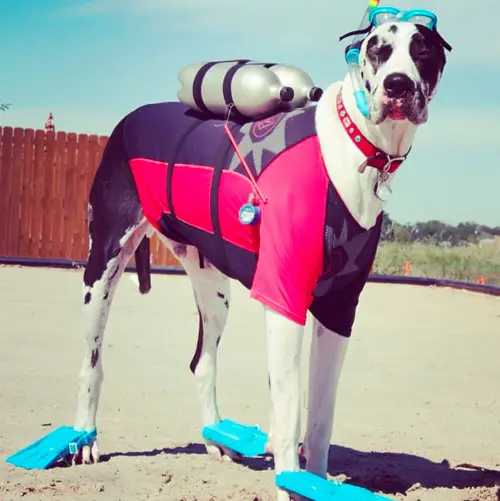 Great Dane wearing a scuba diver outfit