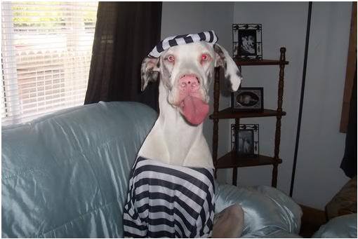 Great Dane sitting on the couch wearing a black and white striped shirt and a head piece with its tongue sticking out