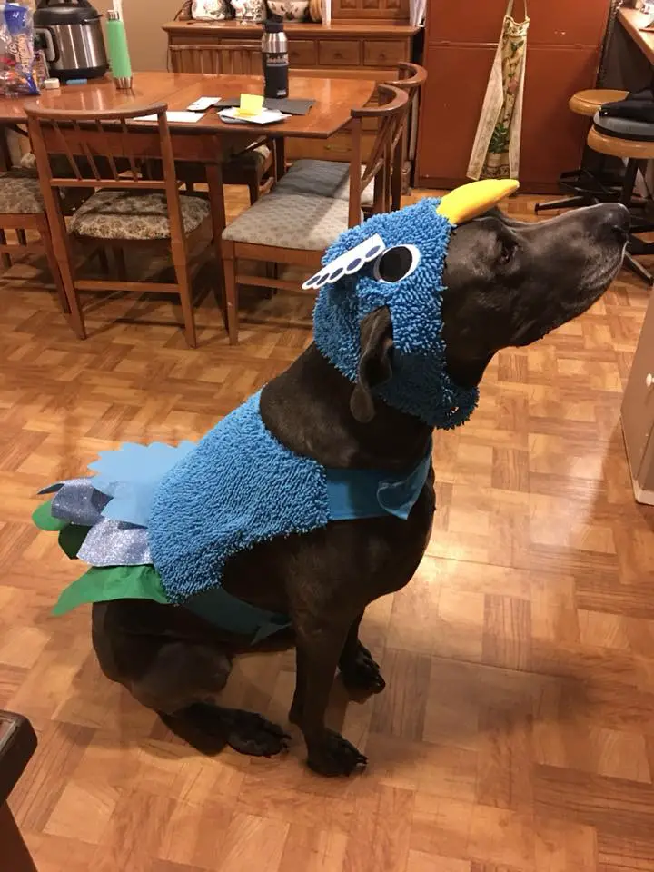 Great Dane in its Rio costume while sitting on the floor