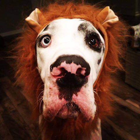 face of a Great Dane with a lion head piece