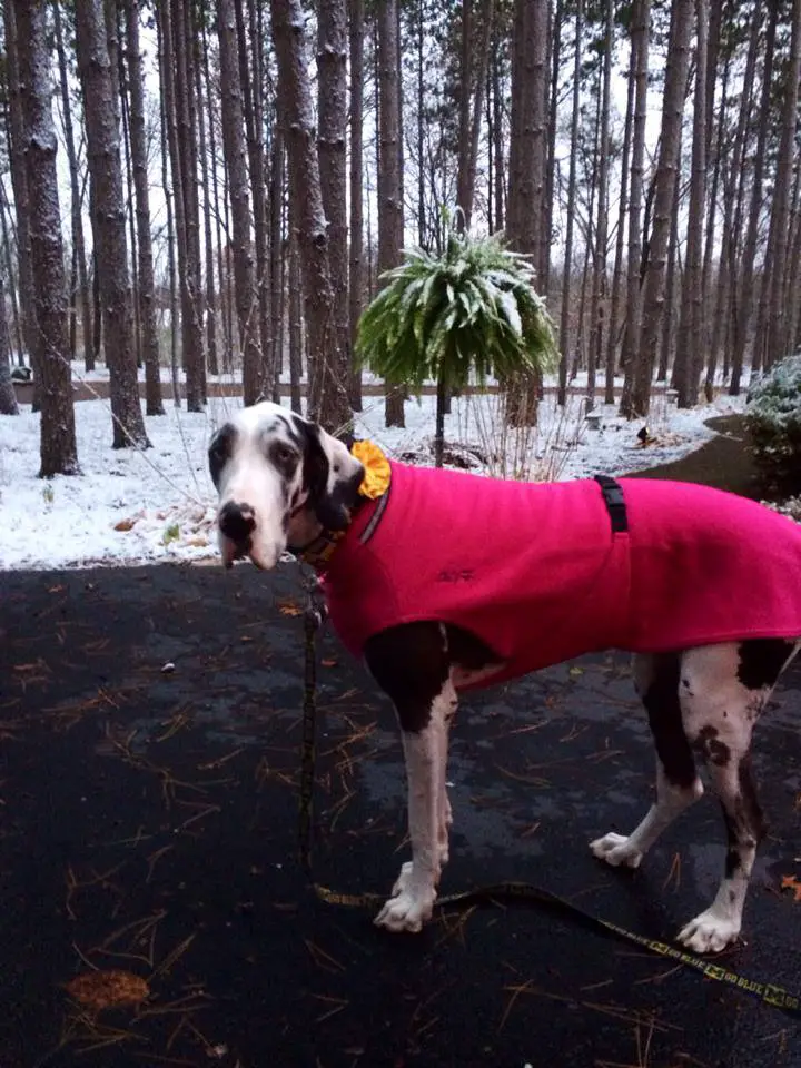 Great Dane wearing a red shirt while standing on a concrete with trees behind him and snow on the ground