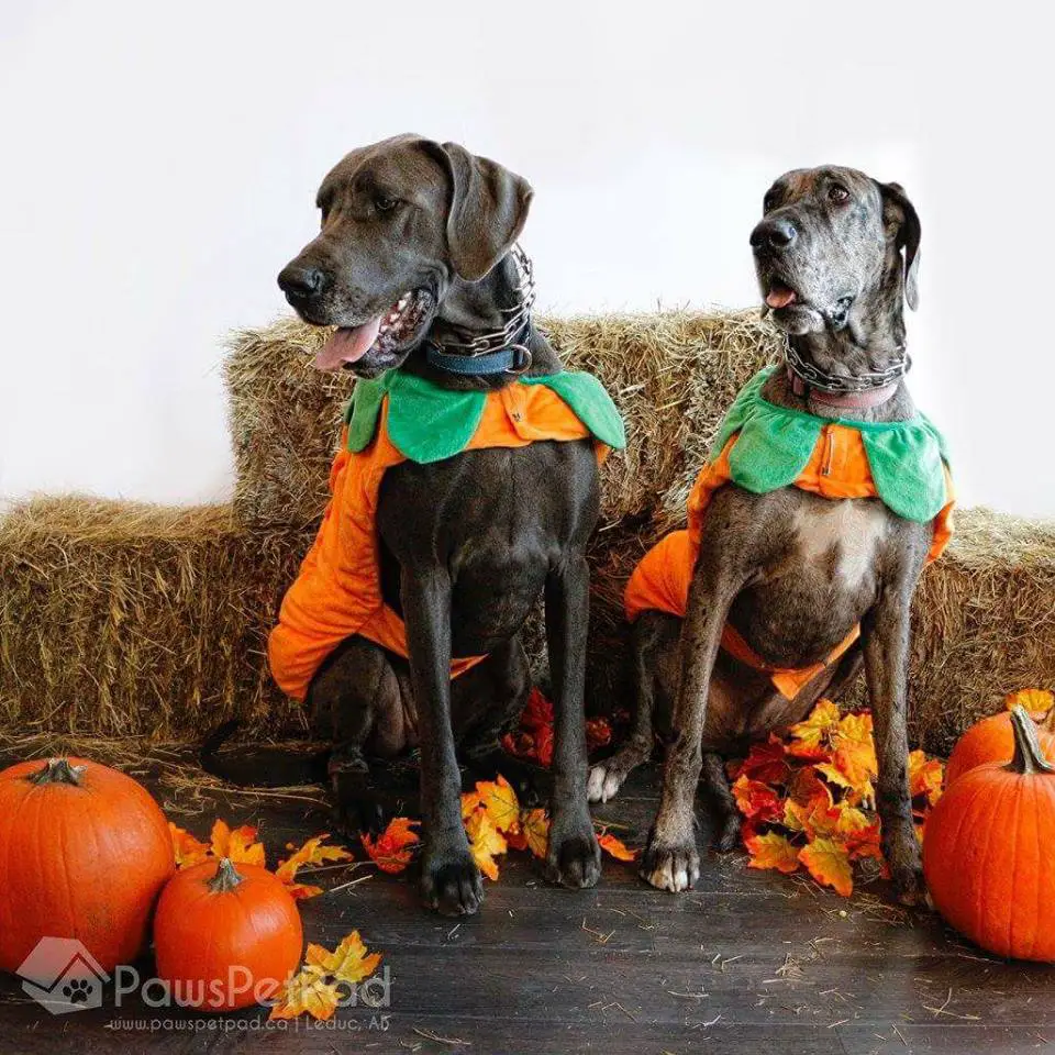 two Great Danes in their pumpkin costumes sitting in front of the bale of hay