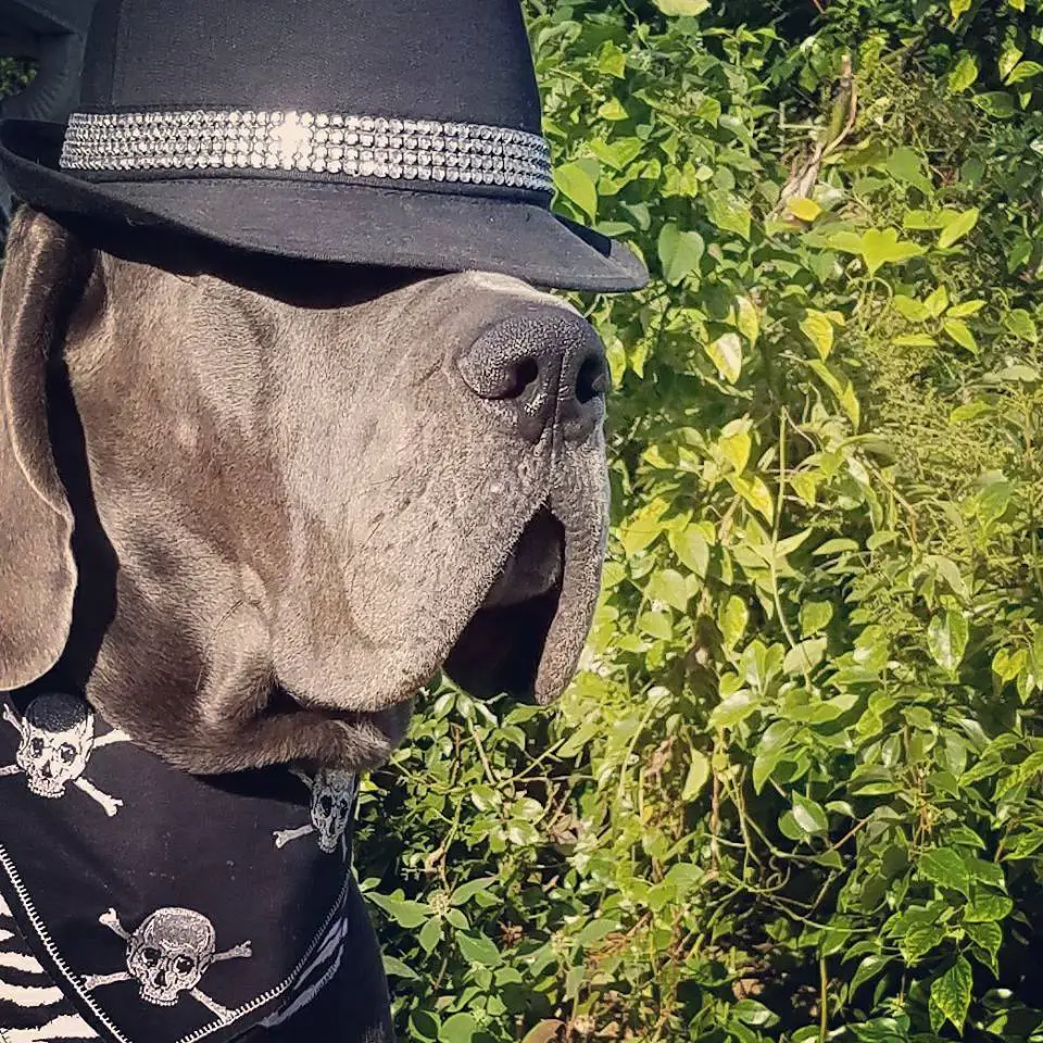 Great Dane wearing a black hat lined with white diamonds and a black scarf with skull prints