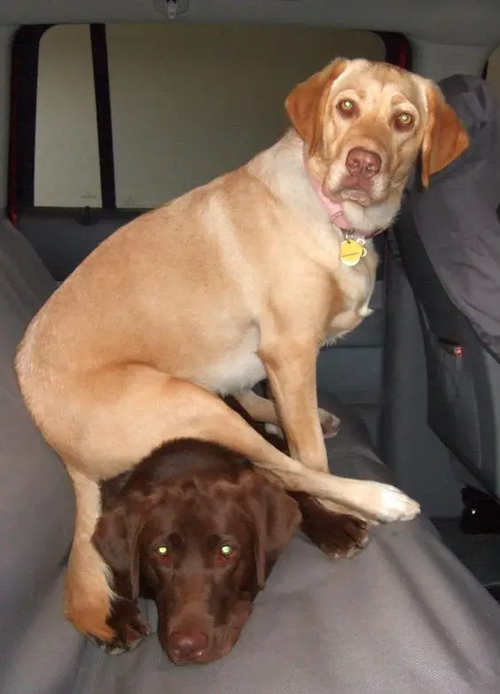 A yellow Labrador sitting on top of a brown Labrador inside the car