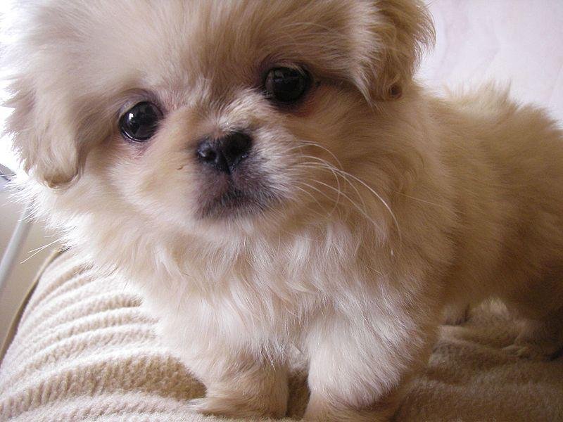 white Pekingese on the bed