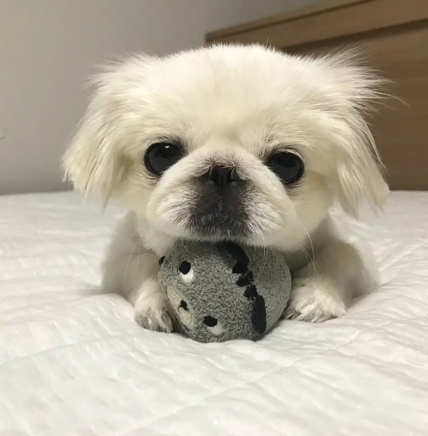 Pekingese lying on the bed with its ball in between its paws