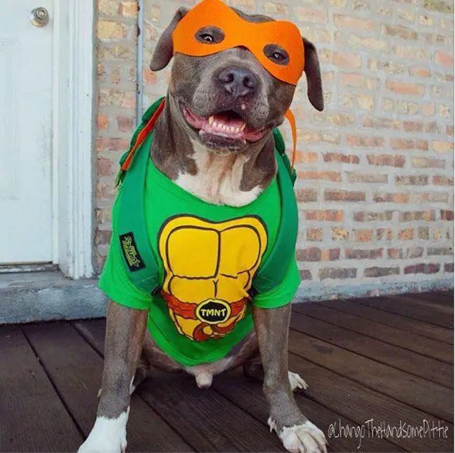 A Pit Bull in ninja turtles costume while sitting in the front porch