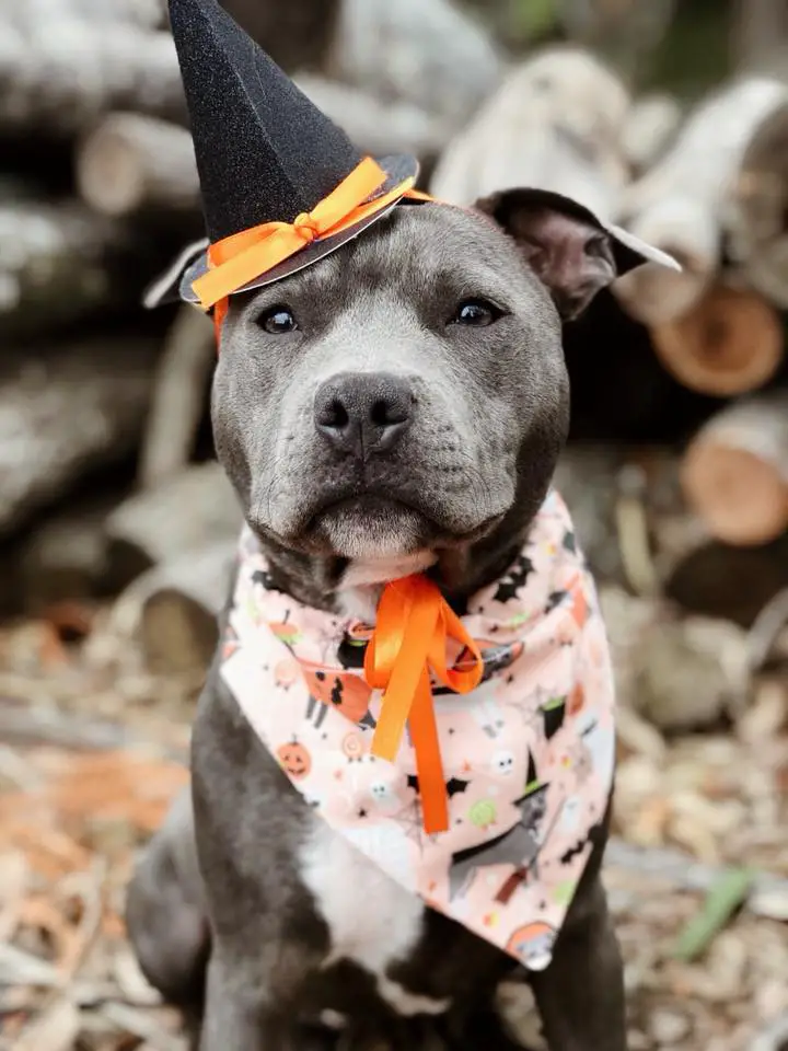 A Pit Bull wearing with hat and pin scarf with halloween prints while sitting on the ground