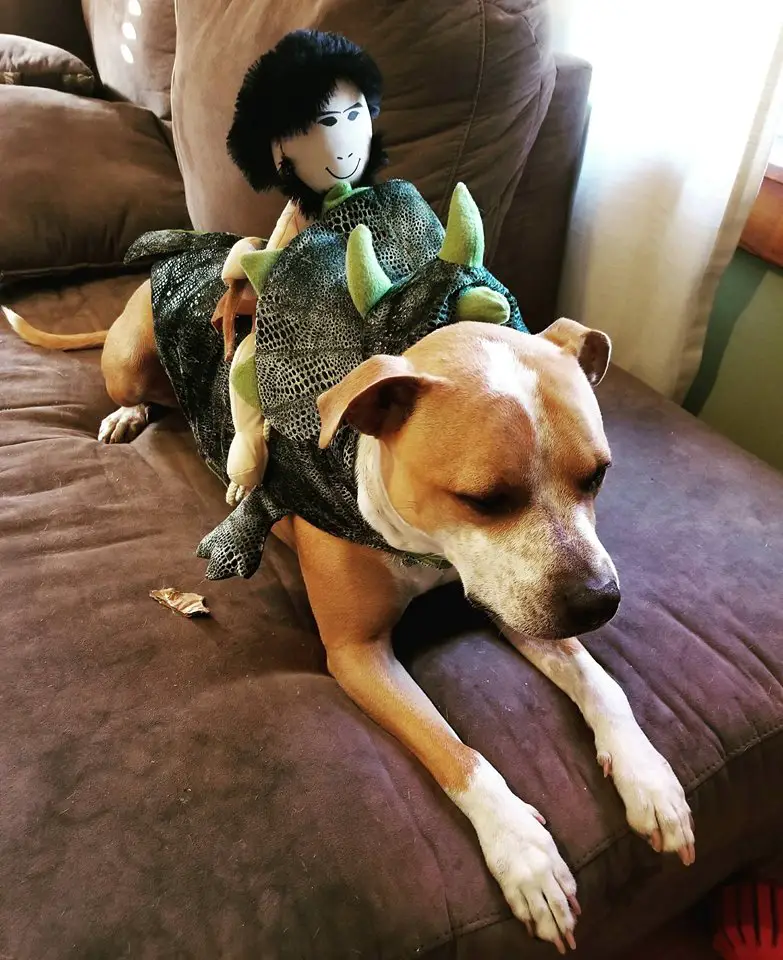 A Pit Bull in dinosaur costume with a rider stuffed toy on its back lying on the couch