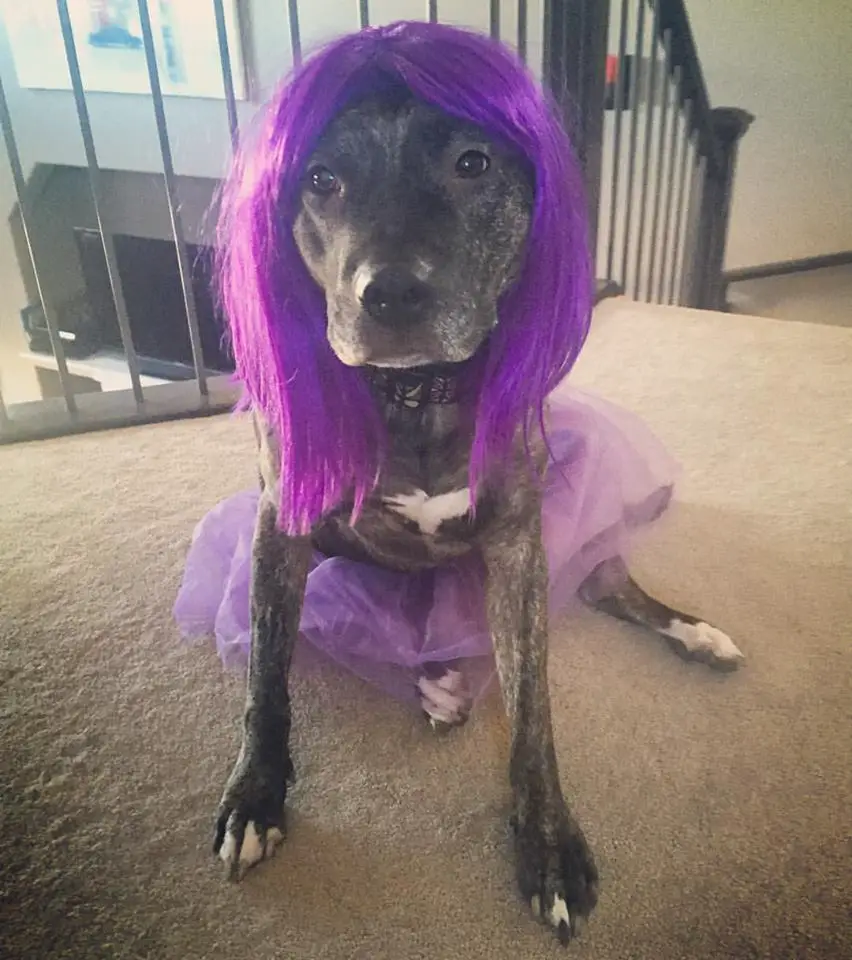 A Pit Bull wearing purple wig and purple tutu while sitting on the floor