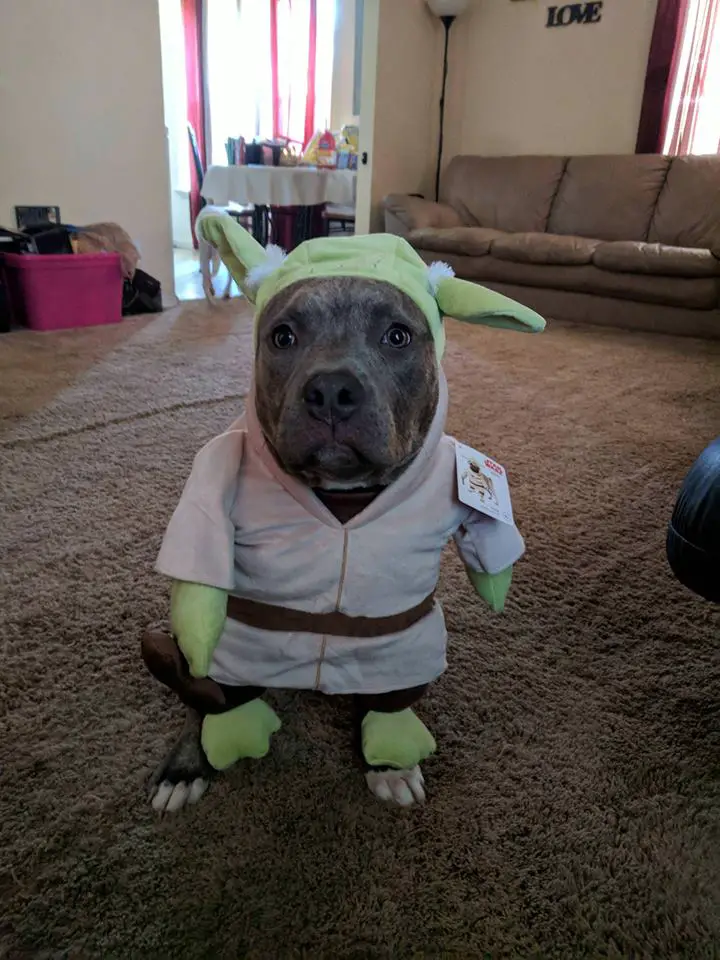 A Pit Bull in Yoda costume while sitting on the floor
