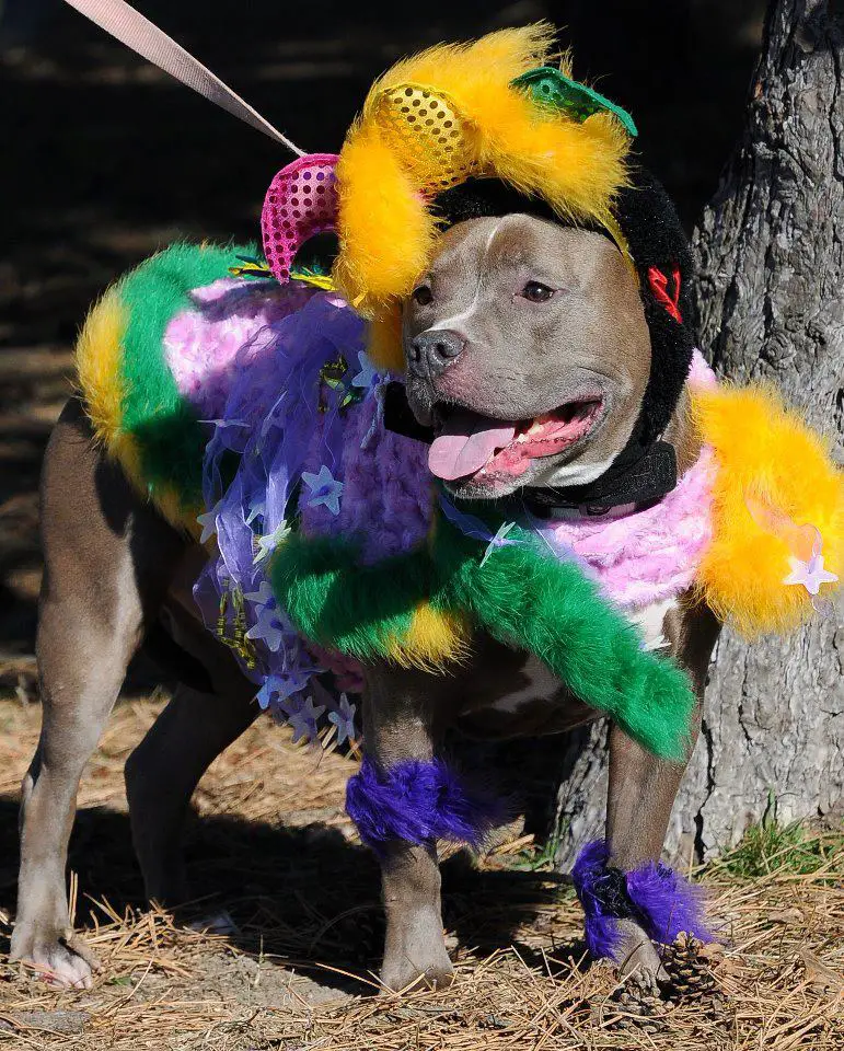 A Pit Bull in colorful fur costume while standing under the tree