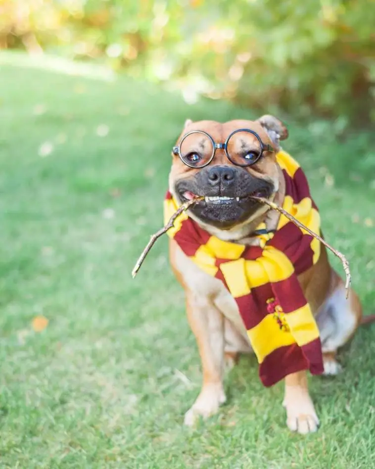 A Pit Bull in Harry Potter costume while sitting on the grass with a stick in its mouth