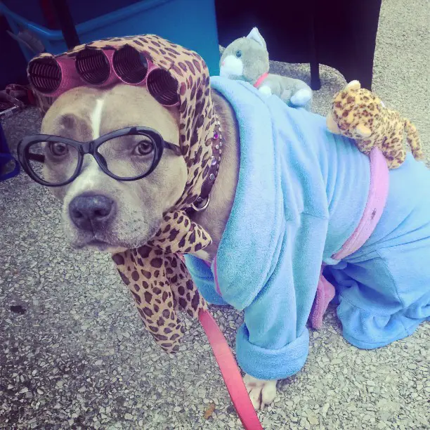 A Pit Bull wearing glasses and blue bathrobe and a leopard scarf around its head with curlers