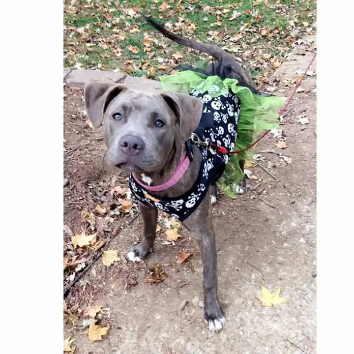 A Pit Bull wearing a halloween dress while standing on the pavement