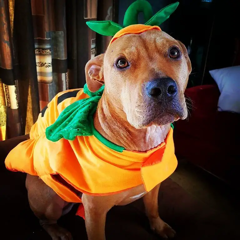 A Pit Bull in pumpkin costume while sitting on top of the bed