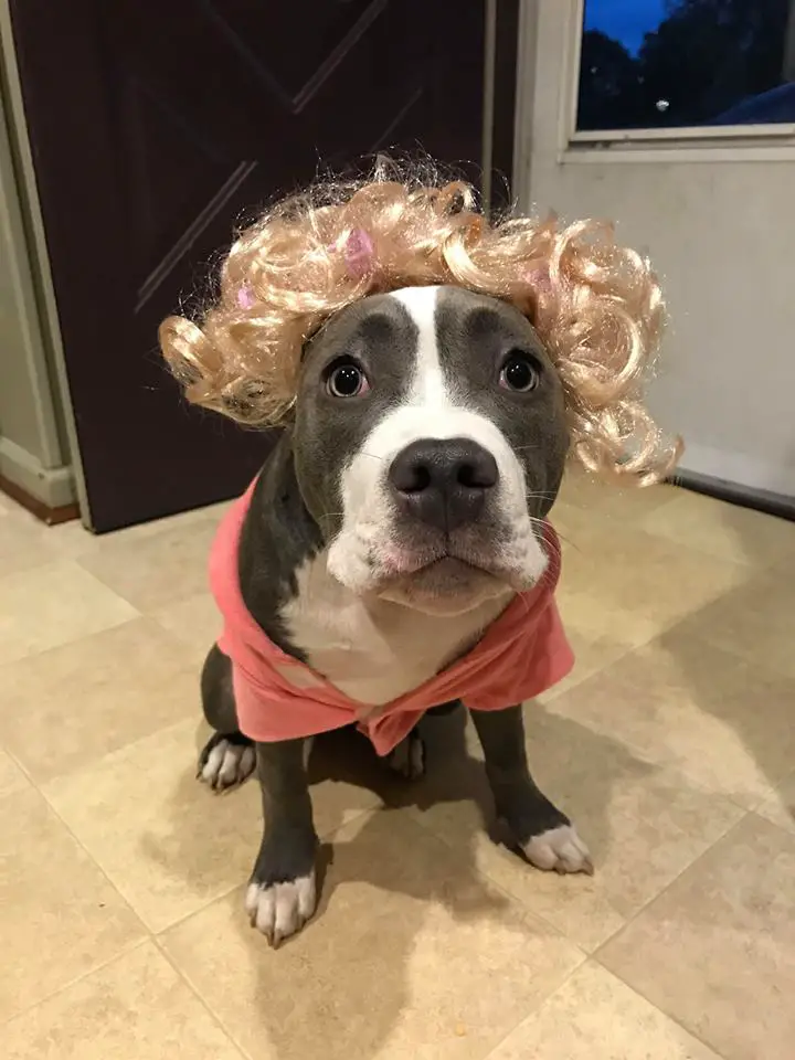 A Pit Bull wearing a blonde wig and pink sweater while sitting on the floor