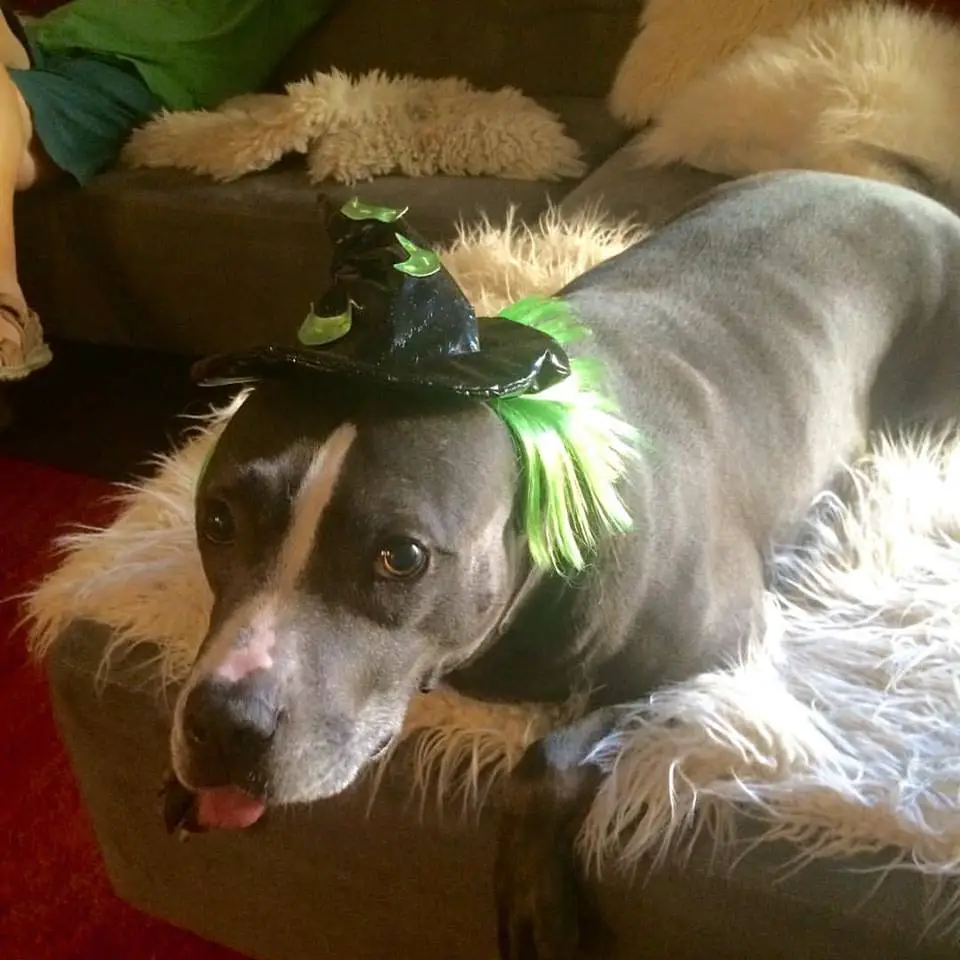 A Pit Bull wearing a witch head piece while lying on the couch